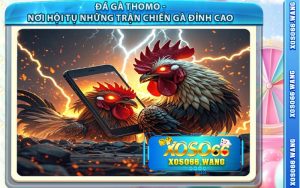 Đá Gà Thomo - Nơi Hội Tụ Những Trận Chiến Gà Đỉnh Cao