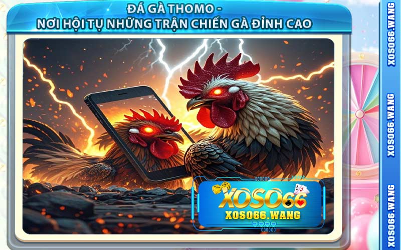 Đá Gà Thomo - Nơi Hội Tụ Những Trận Chiến Gà Đỉnh Cao